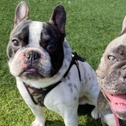 French Bulldogs from Karen Demirjian's French Bulldogs