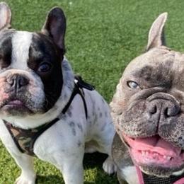 French Bulldogs from Karen Demirjian's French Bulldogs