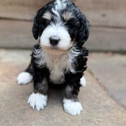 Ranger - Black and white male Bernedoodle puppy in Monument, Colorado from Colorado Dreamin Doodles
