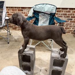Green - Gray female Cane Corso puppy in Laplace, Louisiana from BFM Cane Corso’s