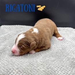 Rigatoni - Red tri-color male Australian Shepherd puppy in Fort Pierce, Florida from JS Aussies
