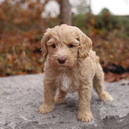 Green - Caramel cream male Australian Labradoodle puppy in Williamstown, New York from Lewis Manor Labradoodles