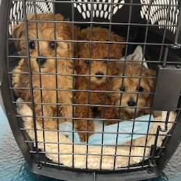 Maltipoo Puppies from Cece's Maltipoos