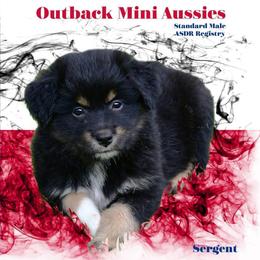 Sammy - Black tri-color male Australian Shepherd puppy in Ranger, Texas from Outback Mini Aussies