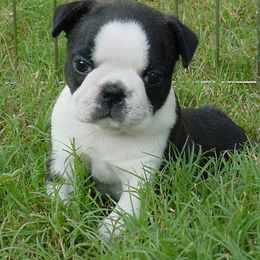 Boston Terrier Puppies from Oui Bostons