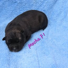 Mocha Female 1 - Agouti and white female Siberian Husky puppy in Hiawassee, Georgia from Chastains Huskies