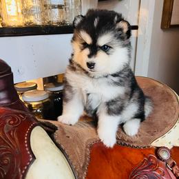 Driggs - Black and white male Pomsky puppy in Rathdrum, Idaho from Smart Pomskies and Frenchies
