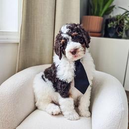 Tumnus - Brown and white male Bernedoodle puppy in Gaylord, Michigan from Dog Mom Co. Doodles
