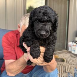 Blue boy - Blue male Poodle puppy in Wentworth, South Dakota from PaintersPreciousPoodles