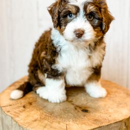 Assorted Doodle Crosses and Aussiedoodle Puppies from Doodle Love Laugh