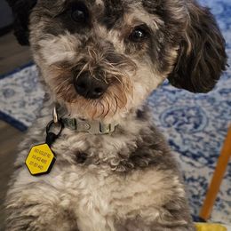 Denim - Goldendoodle