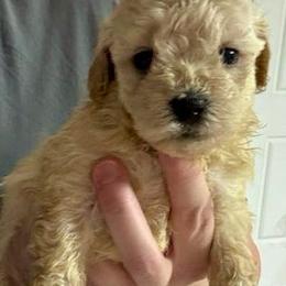 Honey - Apricot female Maltipoo puppy in Alexander, Arkansas from Durham's Designer Poos