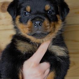 3rd pick Male - Black and mahogany male Rottweiler puppy in Fredericktown, Missouri from Obsessions Rottweiler