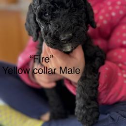Fire - Black male Poodle puppy in St. Johnsbury, Vermont from Poodles of the Northern Woods