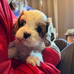 Tink F1 - Blenheim male Cavapoo puppy in Garland, Kansas from 3W Ranch