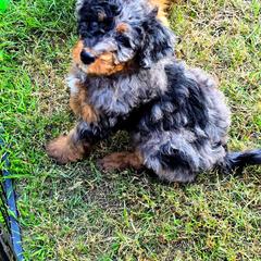 Purple Collar Female - Merle female Double Doodle puppy in Killeen, Texas from Parrish Precious Ones Texas