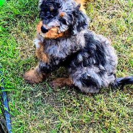 Purple Collar Female - Merle female Double Doodle puppy in Killeen, Texas from Parrish Precious Ones Texas