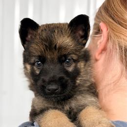 Army green collar - Sable male German Shepherd puppy in Osco, Illinois from Sonnenhügel Kennel, LLC