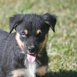 Marvel - Black tri male Miniature Australian Shepherd puppy in Patterson, North Carolina from DreamLine Aussies