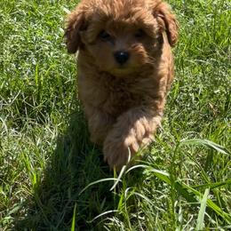 Poodle puppies from Bella Precious Poodles