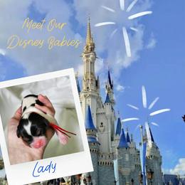 Lady - Tri-color female Cavalier King Charles Spaniel puppy in Salisbury, North Carolina from Nanny Bugs Pups