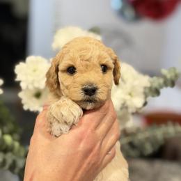 Pedro - Apricot male Maltipoo puppy in Littleton, Colorado from Marina's Maltipoos