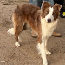 Tavish - Border Collie