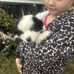 Baby Saja - Black tri male Miniature Australian Shepherd puppy in Interlachen, Florida from Lucky Bones Miniature Australian Shepherds