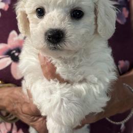 Puppy - White male Bichon Frise puppy in Greenville, South Carolina from Almaza Bichons