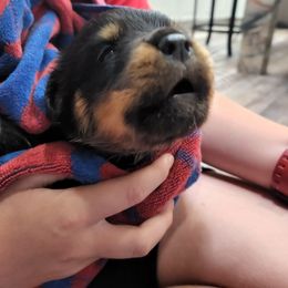 Rottweiler Puppies from Vom Hirschman Rottweiler