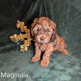 Magnolia - Sable female Cockapoo puppy in Sunset, Louisiana from Cano Cockapoos