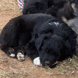 Pibb - Black tri-color male Australian Shepherd puppy in Wichita Falls, Texas from Spotted Mule Aussies