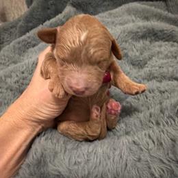 Kisses - Red  female Goldendoodle puppy in Bradenton, Florida from Christianna’s Mini Goldendoodles