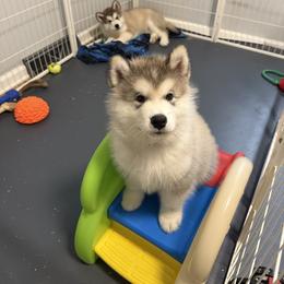 Alaskan Malamute Puppies from Alpenglow Alaskan Malamutes