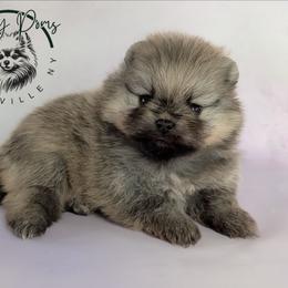 Grizz - Cream sable male Pomeranian puppy in Fultonville, New York from Sandy Aussies & Pomeranians