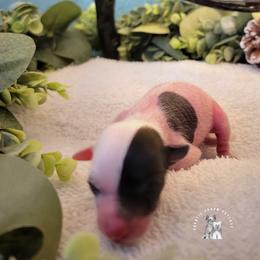 Chinese Crested Puppies from Crestie Charm Cottage