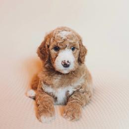 Cupid - Red  male Goldendoodle puppy in Georgia from Mother of Golden Doodles
