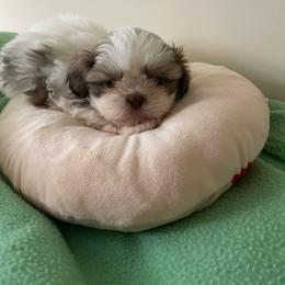 Boy 3 - Brindle male Shih Tzu puppy in Lebanon, Tennessee from Jan’s Shihtzus