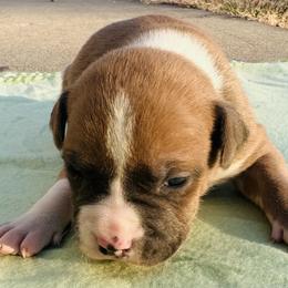 Boomer - Blue fawn male American Staffordshire Terrier puppy in Guilford County, North Carolina from Explicit Kennel