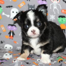 Shadow 2,700 - Black and tan male Chihuahua puppy in Cache, Oklahoma from Charming Lil Chihuahuas
