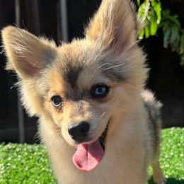 Smoky - Gray and white male Pomsky puppy in La Verne, California from Red Cedar Pomskies