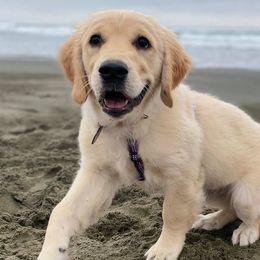 Golden Retrievers from Pacific Coast European Goldens