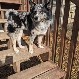 Pomsky Puppies from Wolfpack Pomskies