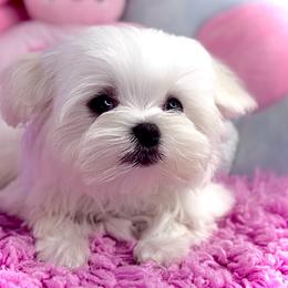 Belle's Baby Girl - White female Maltese puppy in Arab, Alabama from Always Maltese
