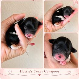 Honey - Black and white female Cavapoo puppy in Thorndale, Texas from Hattie’s Texas Cavapoos