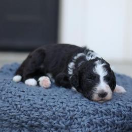 Mary - Black and white female Bernedoodle puppy in Yuba City, California from Ranch House Doodles