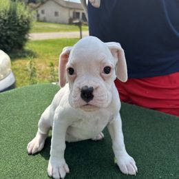 Whitney - White female Boxer puppy in Newark, Ohio from S & B Boxers