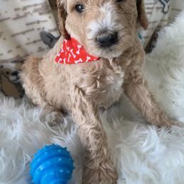 Goldendoodle Puppies from Goldendoodle Baby
