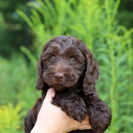 Green - Chocolate male Australian Labradoodle puppy in Williamstown, New York from Lewis Manor Labradoodles