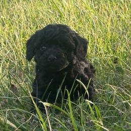 Tatiana - Black female Poodle puppy in Chattanooga, Tennessee from Ross Vegas Kennels